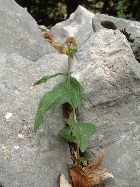 Epipactis helleborine